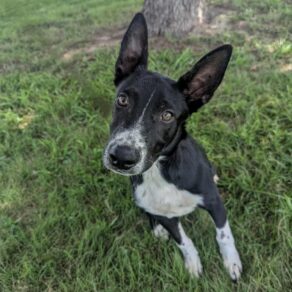 0052e2e0993cefcb4a9b173e84feb0a3