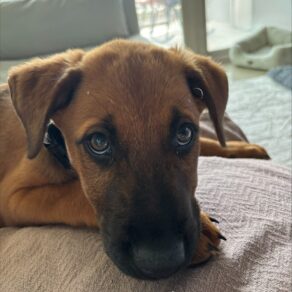 026b0d9e27746a92052aa2ca0444c217