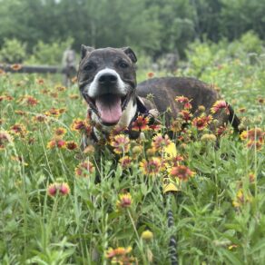 029dd5310ced0ff3aa1e71f9c41e8fea