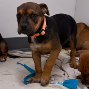 0b4e53affcf103b28497a422ce4c1d4c