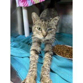 0d0c3447a1667b24553a1771dd146de2