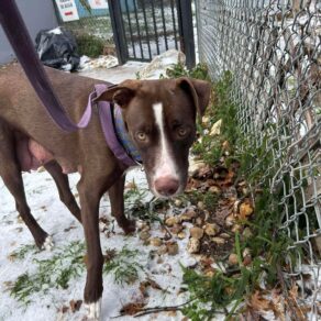 0f281a8ee424340c315ed86de34b3672