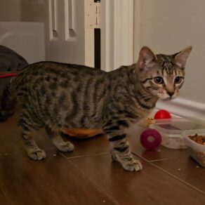 0f509ae8fdc209766f661f1cf596fe7f