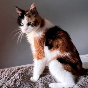 10d62251dd85304692f8c23b63b1ff57