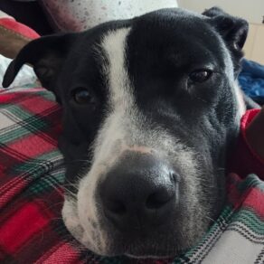 16116dedf4f2b65ec6a6a01e5eb37534