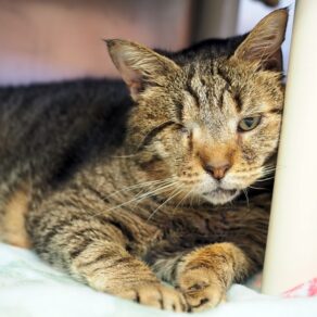 1690b73f57e14a55392e78829290dd81