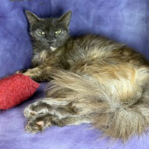 1c190f79e6a4513684cef86e33aa630c