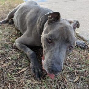 1ce63aa68144c7df1c3056fc93d68055