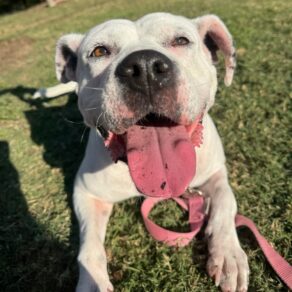 1fdb5bca8e61bc36b8c35f6ecb907dd7