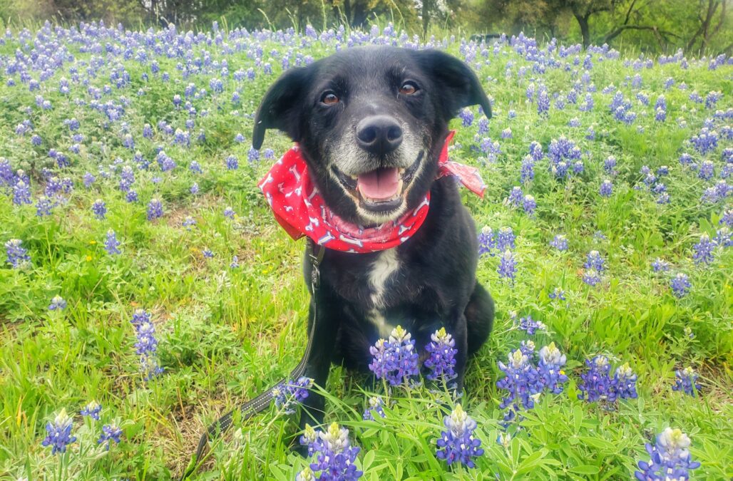 2023 03 19 14 01 29 karen hardwick austinpetsalive org Hudson 98904 20230316 125631 01