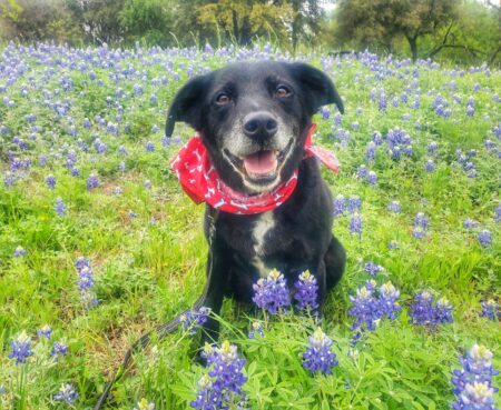 2023 03 19 14 01 29 karen hardwick austinpetsalive org Hudson 98904 20230316 125631 01