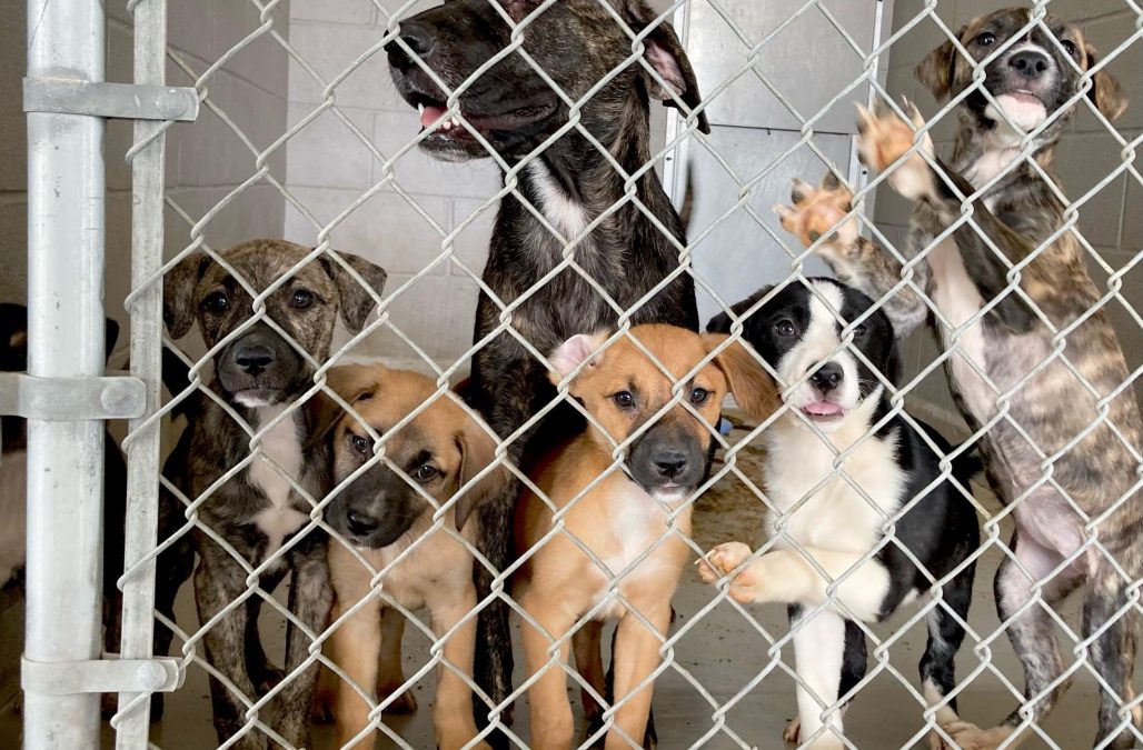 206779942 10159949361994066 3427264672005888917 n