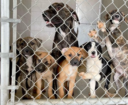 206779942 10159949361994066 3427264672005888917 n