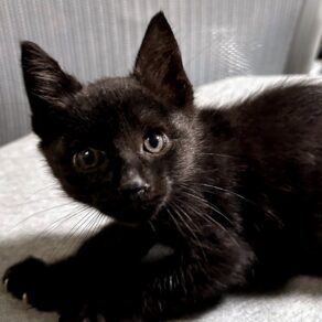 213bd800f11db4cf7d417a757d041cc5