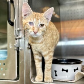 22b81a0bd8ed34b8ec34c657a9474217