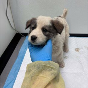 24df8f60230eca09dca662d79693d1af