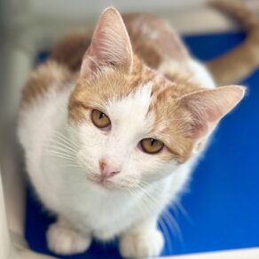 25632e2136a1d853d591180f2a1771ca