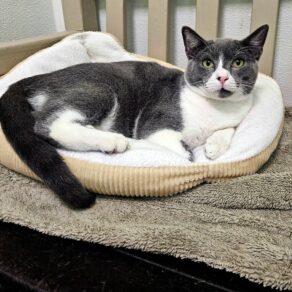 264847d765dc15c727ded3ce4004763e