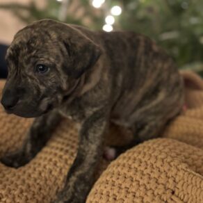 29feea3f7b6812a21a0b692ee45ff419