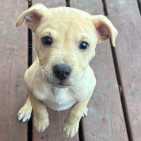 2a93d5335ac896699f83be7580fb024a