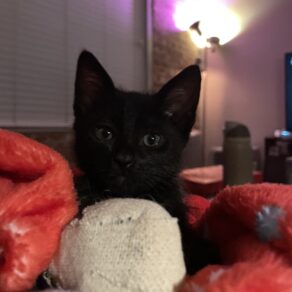 2ad5fa9ba696fb531f976bd0eca55de0