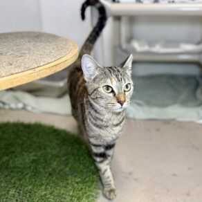 339cb42a14847036e42cde0e3934262e