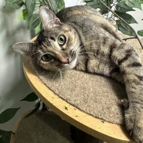 33ebfe1c53ebd162807b18265eabc1cf