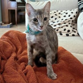 376d012456bd8bb91a0860fc82021c8a