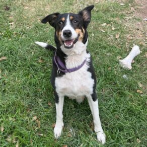 386d7894e668db60f20cfbd26fb1e70e