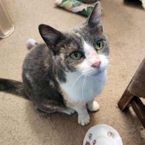 390fbd5bf91b40032843f9c85ecd67ba