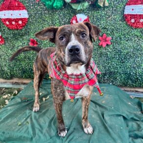 3af6a2c3c204f125b839f0ba63a12d3a