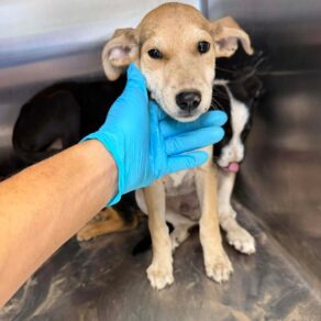 3b42ae7c13c2eb51376136c1cc7c535a