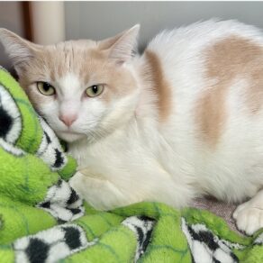 3c218fde12e2956839b78c4b39a618c4