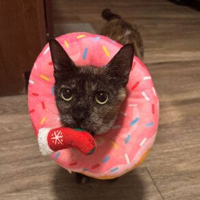 3c701d369668b6cebd0a86e0dec27944