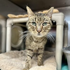 42a5ffbaa270d625229a73a0c0989a15