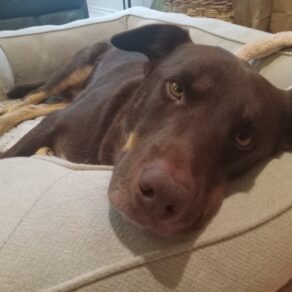 43a3f88f55933d22f7109a4f2cf95cc5