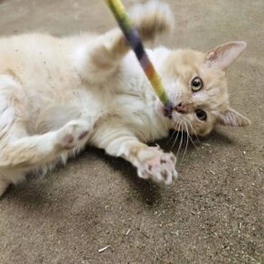 462d78d818af6f46ad3af11f7ef9b1fa