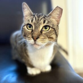 46afd62d67a1f552941f74cc10914886