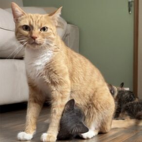 476bd9a5a6f71831a98da66f9dc7489b