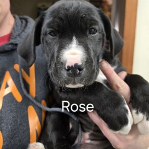 47cf31e762f2ae1b957844f942af4c1d