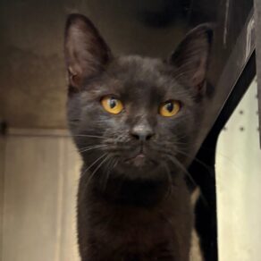 50eebefc1e352e2219c72f0083d4c013