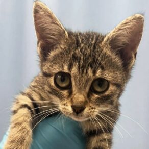 5331ae2175a0f33913627cf03f1bcb05