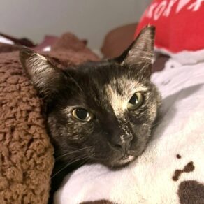 53edacc776e3ec38428d67542dea8b54