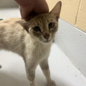 54159b8cc0a3939eca68ad59663de00a