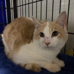 544e011c17b5fdc45573294ccf5f3088