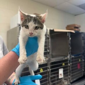 55decc030faade264b24203bf72aa780