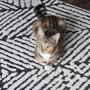 5652cfdc5580f689ef9bfd0fec485308