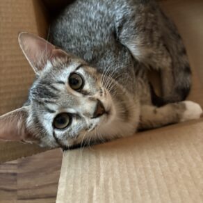 619826591ddf05b5f346f97c1ae40cd7