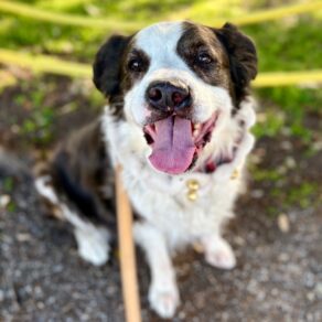 62b56ffc38e4342a15f0fa904882408c