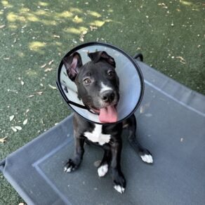 663901b9a749882e4da006d7194ff6a0